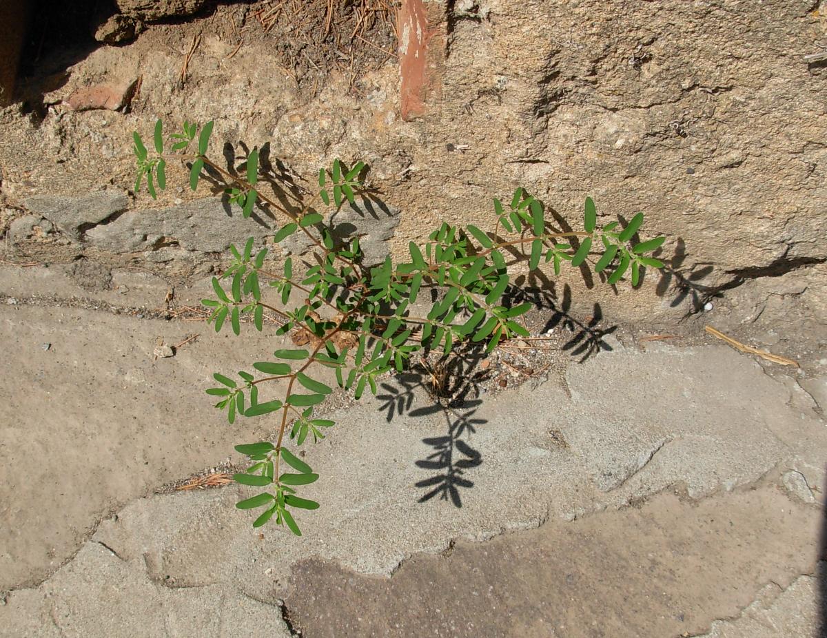 Euphorbia maculata ad habitus eretto